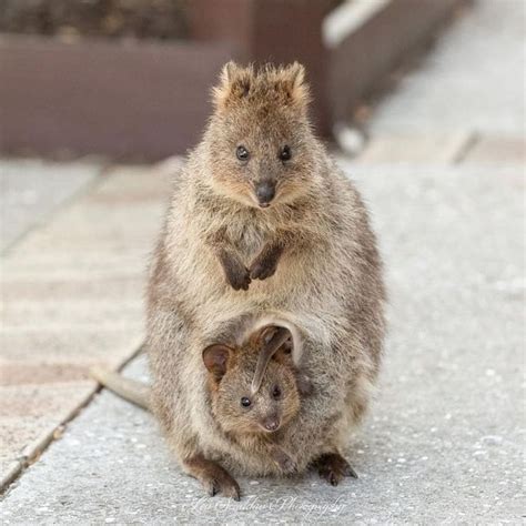 1,425 Me gusta, 9 comentarios - quokka (@quokkadailyshow) en Instagram: "Family photo ️ credit ...