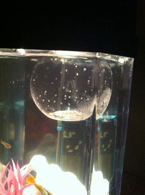 Adorable DIY Baby Fish Tank