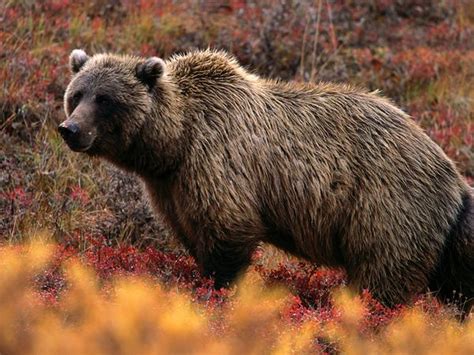 Grizzly Bear Basic Facts And New Pictures | The Wildlife