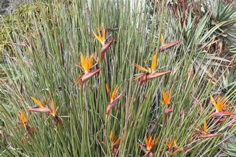 Strelitzia juncea (Narrow-leaved Bird of Paradise)