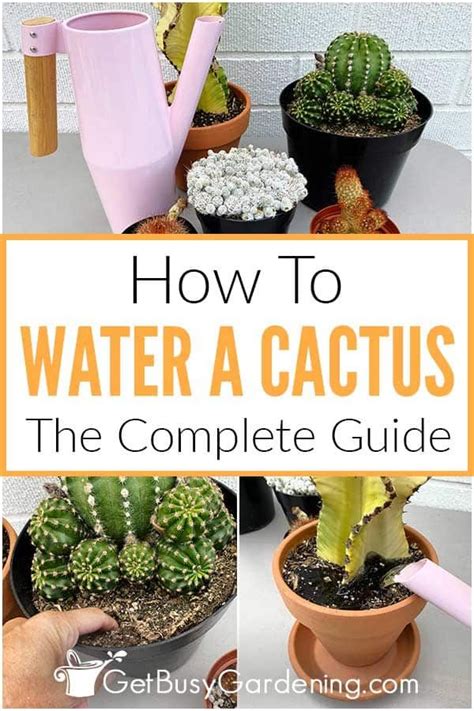 Watering Cactus Plants: When, How Often & How Much They Need | Cactus ...