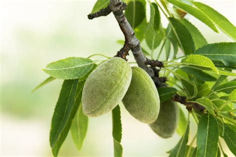 Where Do Almonds Grow » Top Facts & Tips