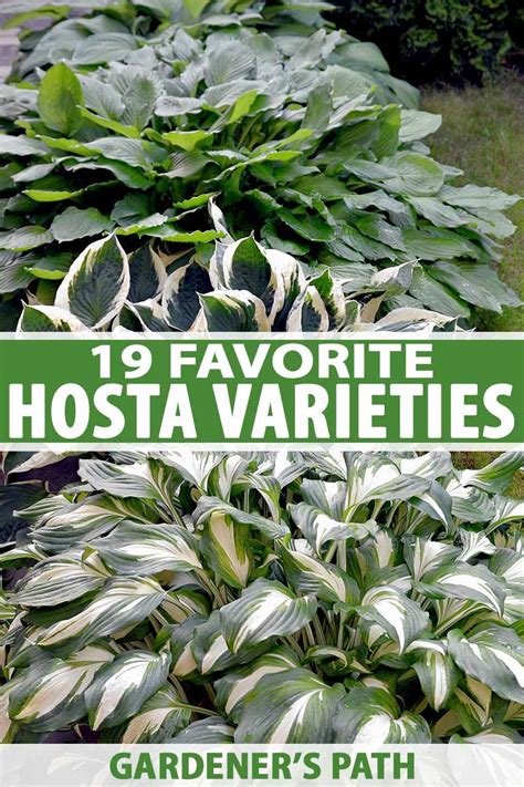 The 19 Best Hosta Varieties for a Shady Yard | Gardener’s Path