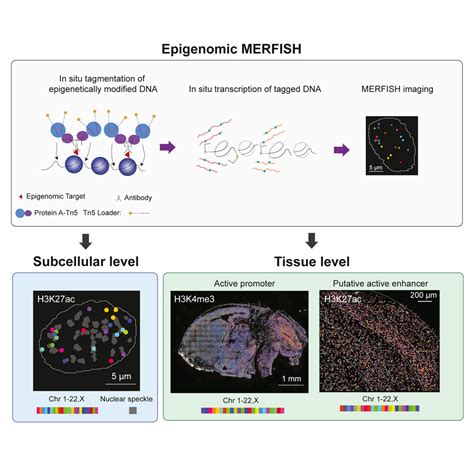 Spatially resolved epigenomic profiling of single cells in complex ...