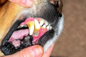 Dental Disease in Dogs: Why Prevention Is the Best Medicine - Dr. Buzby's ToeGrips for Dogs