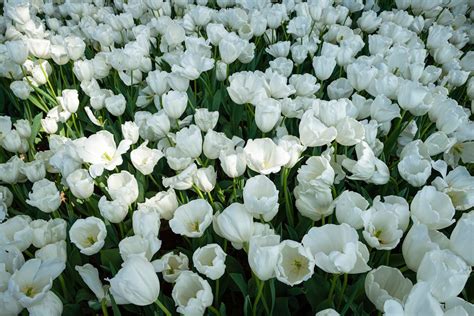 Blooming white tulips in garden · Free Stock Photo