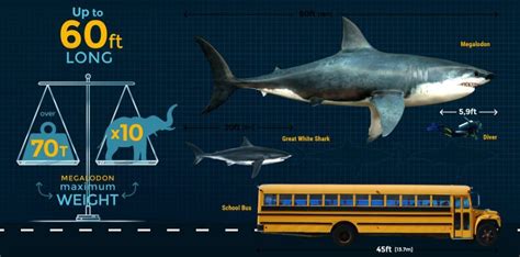 Megalodon: The Terror of The Deep | Paleontology World