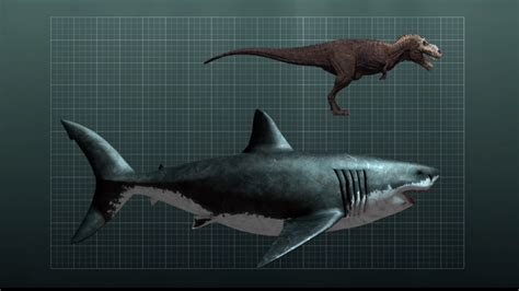 Size Comparison Between A Megalodon Shark And A T-Rex : r/interestingasfuck