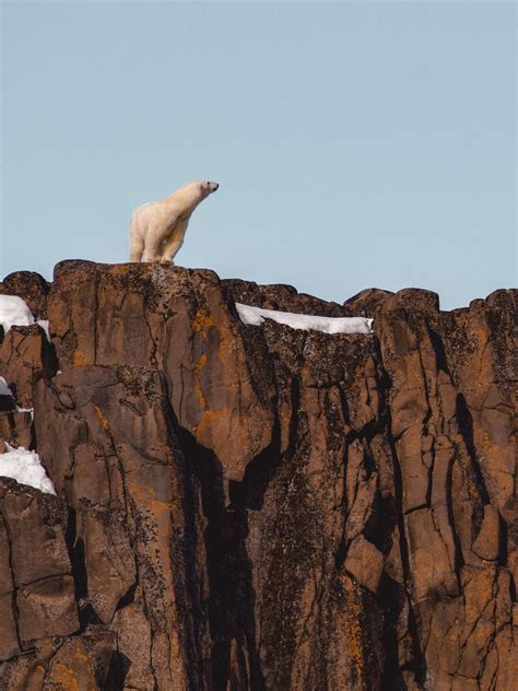 Wildlife of Svalbard — Moore Misadventures