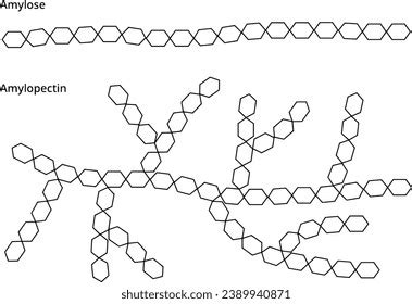 Amylose Amylopectin Which Make Starch Stock Vector (Royalty Free ...