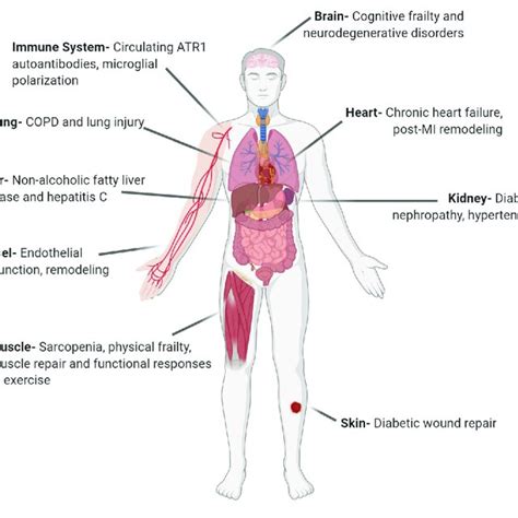 | Local angiotensin systems have broad clinical relevance. AT 1 R,... | Download Scientific Diagram