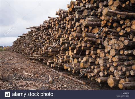 Large pile of freshly cut timber logs at a lumber mill yard Stock Photo: 176747986 - Alamy