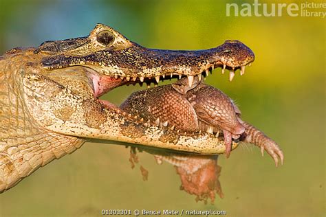 Nature Picture Library Jacare / Yacare caiman (Caiman crocodilus yacare) with young armadillo ...