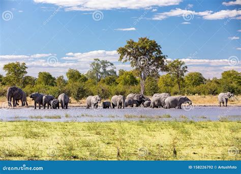 African Elephant on Waterhole, Africa Safari Wildlife Stock Photo - Image of herbivore, grey ...