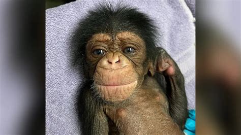 Baby chimpanzee who charmed the world in viral reunion with his mother ...