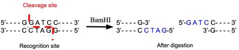 BamHI Restriction Enzyme - Laboratory Notes