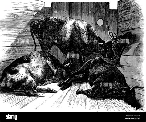 Rinderpest Outbreak, Cattle Plague, 1868 Stock Photo - Alamy