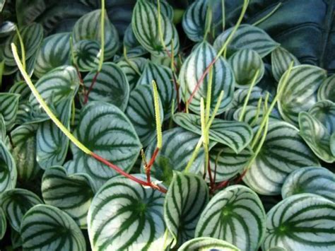 Peperomia argyreia (Watermelon Peperomia) - World of Flowering Plants