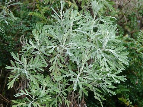 Buy Wormwood Tea: Benefits, Side Effects, How To Make