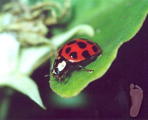 Lady Bird Beetle 2 Free Photo Download | FreeImages