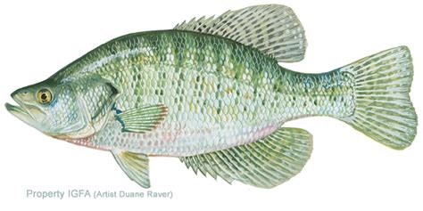 White crappie Black crappie White perch Fishing Bass - Fishing png download - 720*360 - Free ...