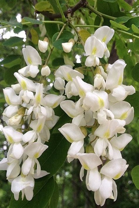 Black Locust Tree Flowers