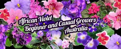 African Violets: Beginner and Casual Growers Australia