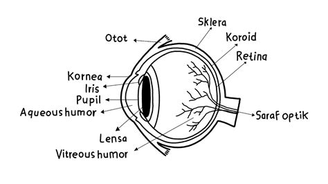 Cara menggambar bagian-bagian mata - Gambar anatomi mata manusia - How to draw human eye diagram ...