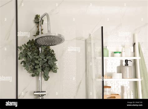 Branches with green eucalyptus leaves in shower Stock Photo - Alamy