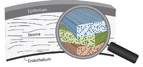 The human cornea. The cornea consists of three distinct layers;... | Download Scientific Diagram