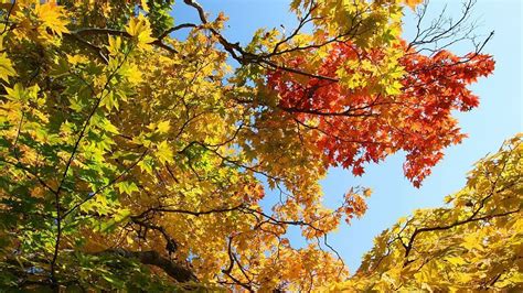 Autumn leaves in Japan: What trees turn colors?