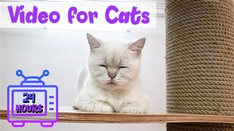 24 HOUR Relaxing Music for Cats with Anxiety | Sleep Music for Cats | Videos for Cats #107 - YouTube