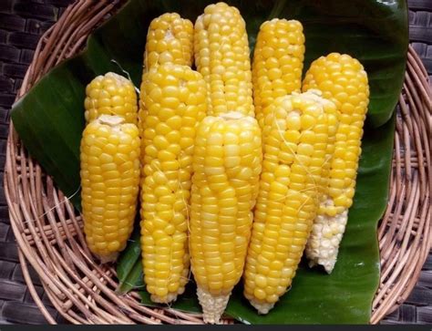 50 Waxy corn seeds glutinous corn seed Cord seeds JJ | Etsy