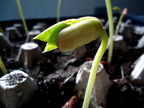 Damping Off Seedlings Cure | The Adventure Bite