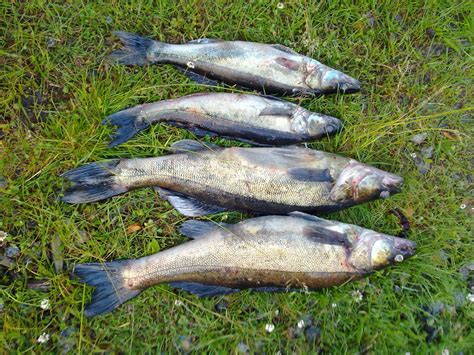 Lake Saimaa fishing travels: More Pike perch