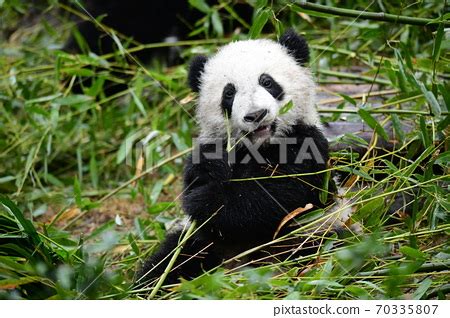 Baby Giant Pandas Eating Bamboo