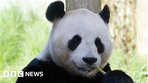 Panda breeding programme suspended : r/Scotland