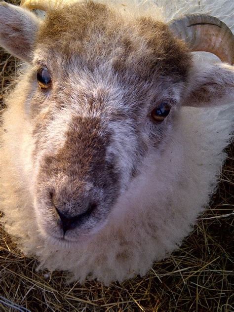 Boreray Sheep | Sheep breeds, Animals, English bull terriers