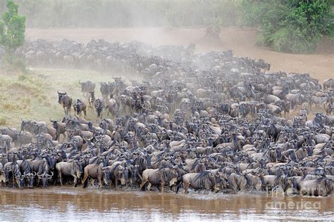 Wildebeest Herd, Kenya Photograph by Ingo Schulz - Fine Art America