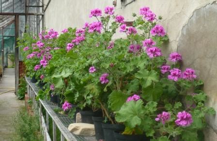 pelargonium-attar-of-roses | Gardeners Tips