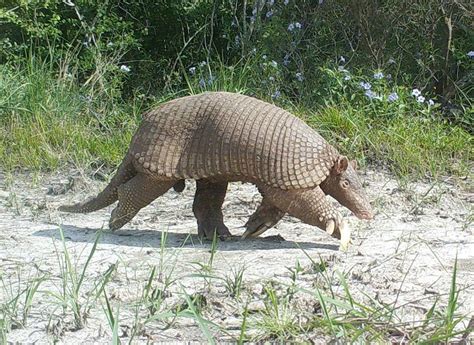 Giant Armadillo Information, Habitat, Adaptations, Pictures