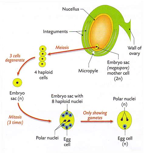 Magh Sci: Leaving Cert Biology - Embryo Sac Development in Plants