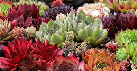 Growing Hens and Chicks: How to Care for Sempervivum Plants