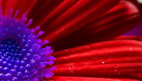 Gerbera Diseases | Garden Guides