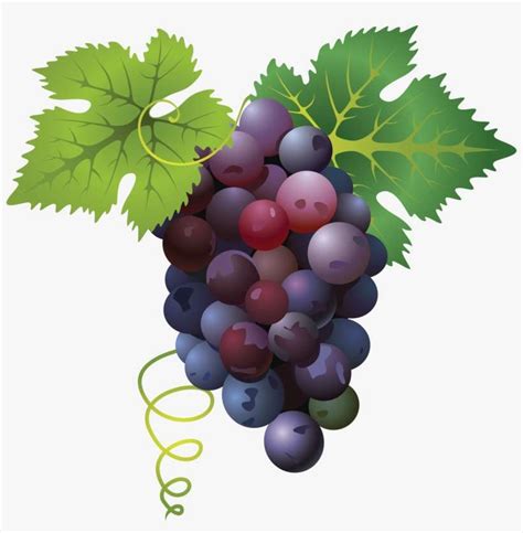 Grape Vine Border Png PNG Image | Transparent PNG Free Download on SeekPNG