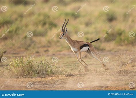 Male Thompson S Gazelle Running in Amboseli National Park, Kenya Stock Image - Image of animals ...