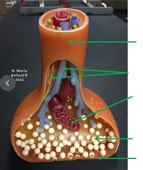 Axon Terminal Diagram | Quizlet