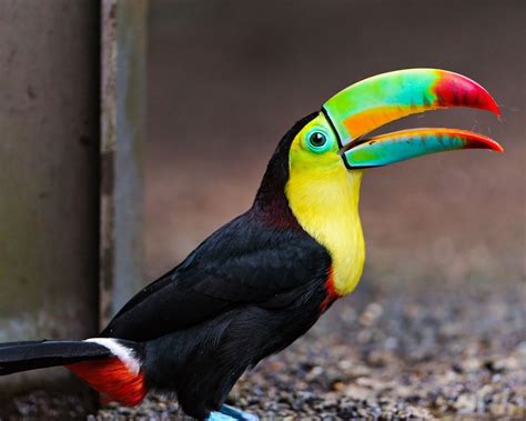 Toucan Desktop Wallpaper | Covers Heat