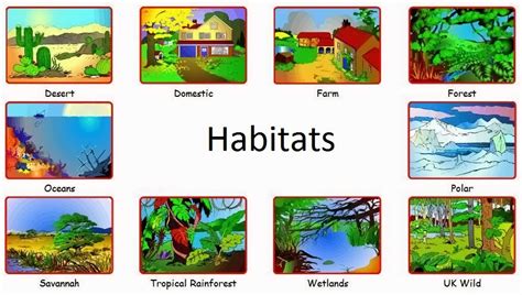 Habitats | Where Do Plants And Animals Live?