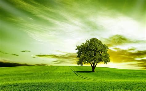 Green tree nature sky wallpaper | 2560x1600 | 454898 | WallpaperUP